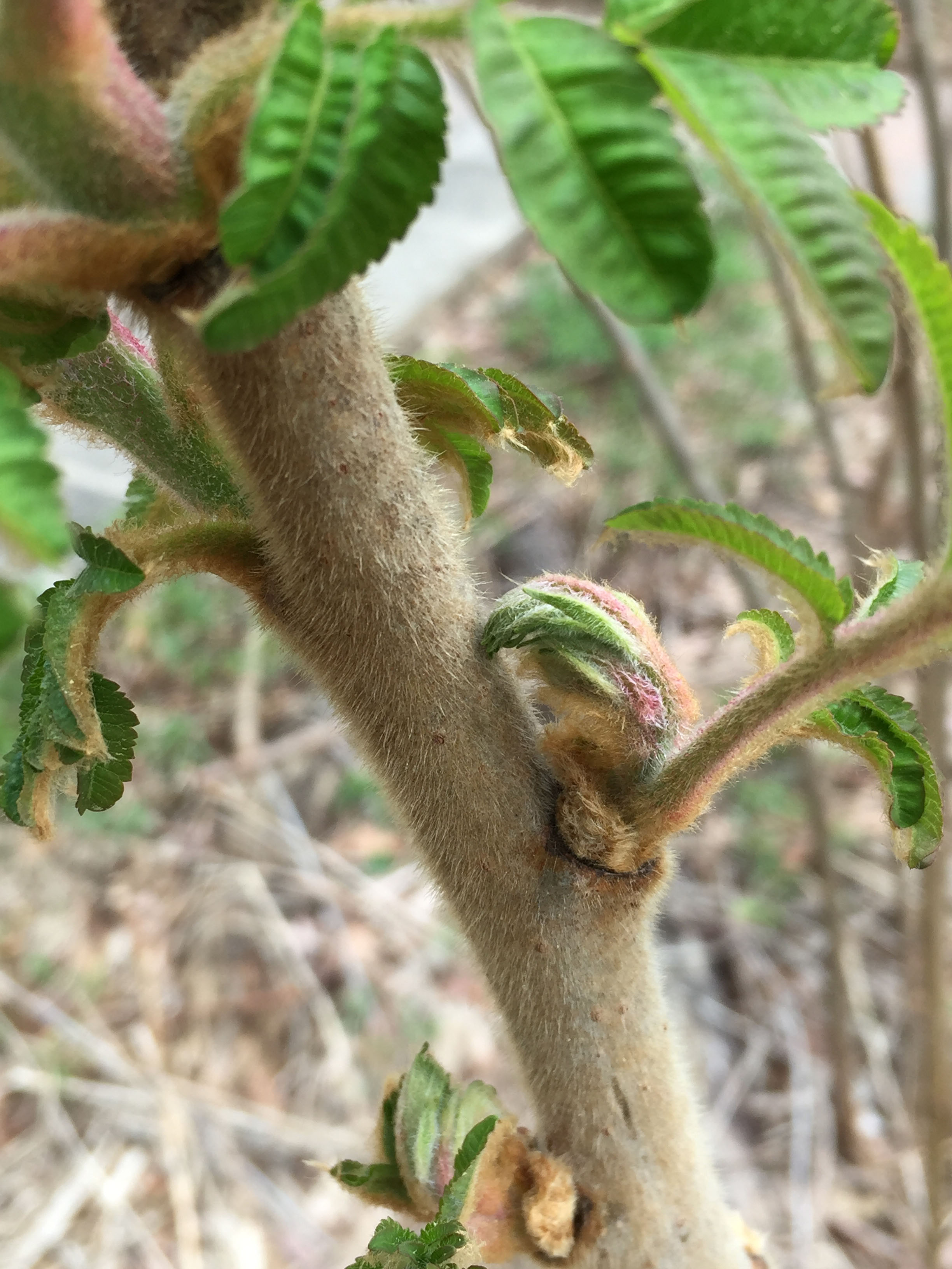 Velvety stem of native Rhus typhina