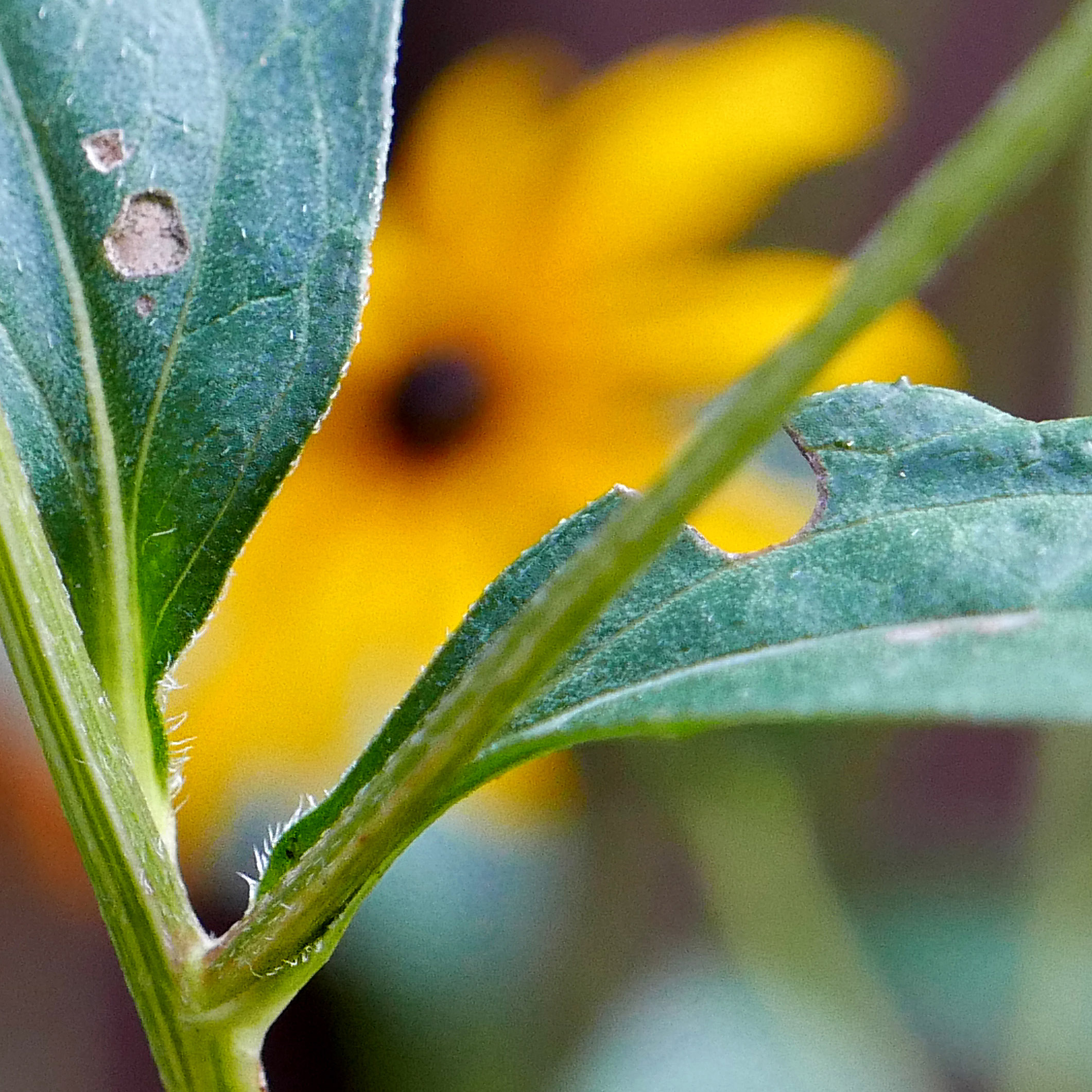 Sparsely strigose petioles of native Rudbeckia fulgida