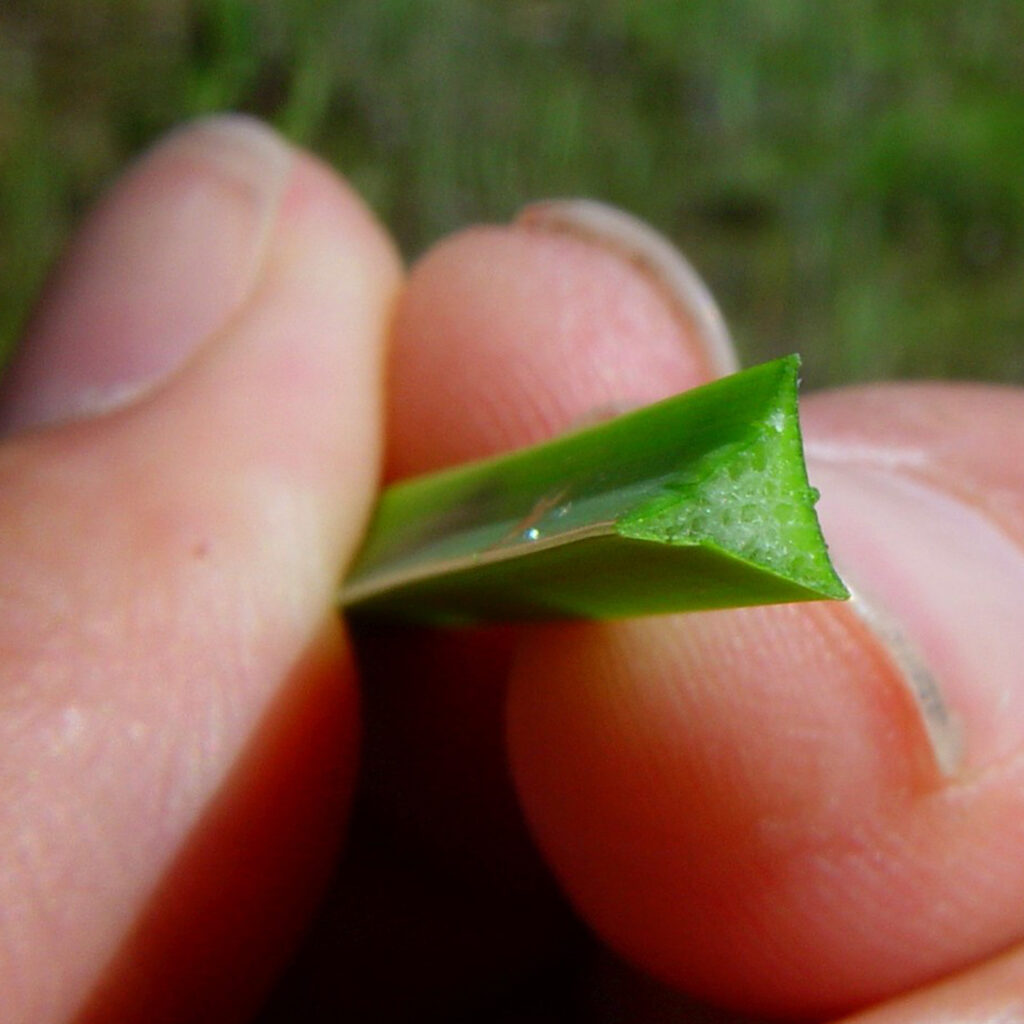 Common to sedges is a pith-filled, triangular-shaped stem as seen in this cross section of native Schoenoplectus pungens. Photo © Dan Tenaglia