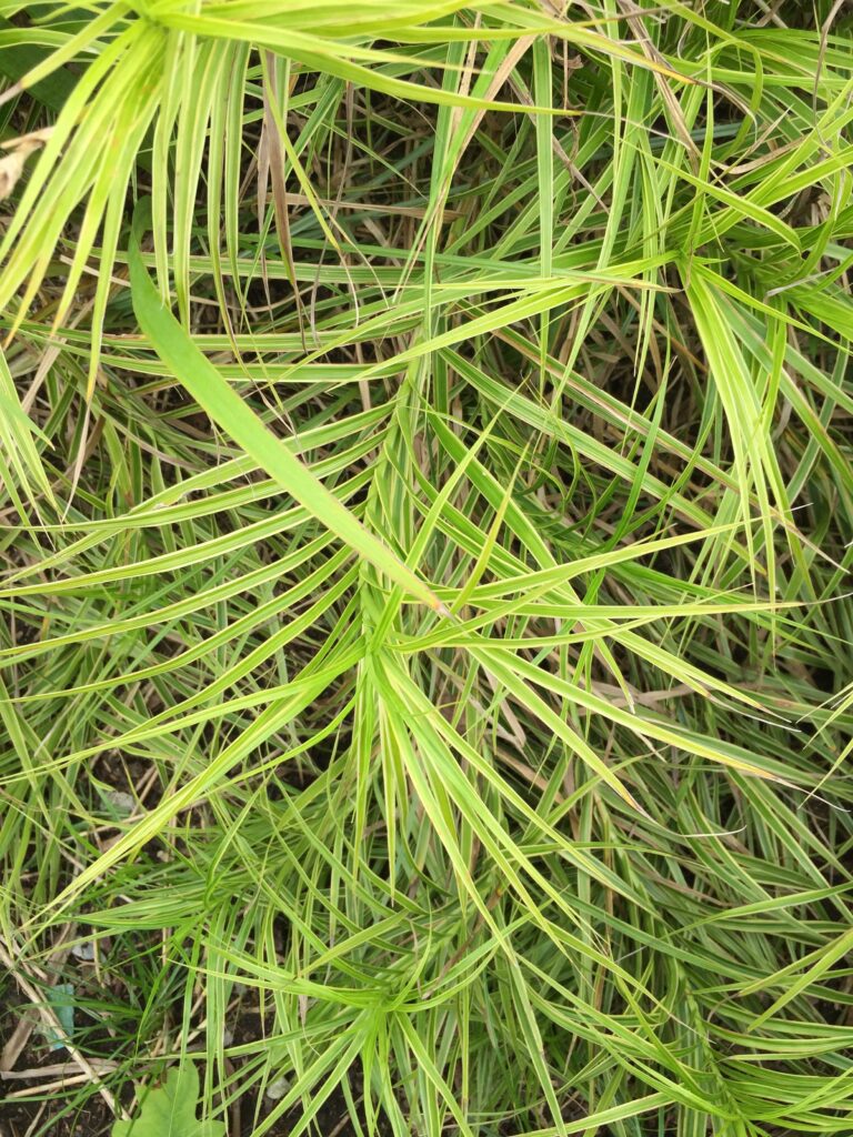 Carex muskingumensis 'Oehme' (muskingum sedge) demonstrating 3-ranked leaves.