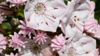Before the flower of Kalmia latifolia (mountain laurel) completely opens, each anther dehisces by two apical clefts