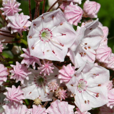 Before the flower of Kalmia latifolia (mountain laurel) completely opens, each anther dehisces by two apical clefts