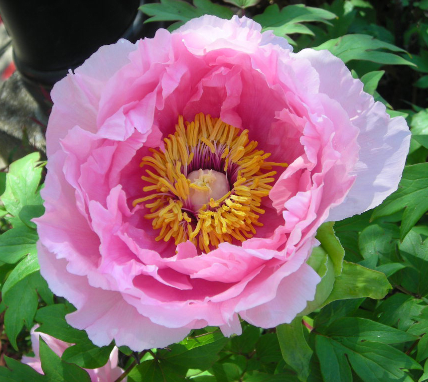 Up to 160 stamens in a Paeonia suffruticosa (tree peony) flower