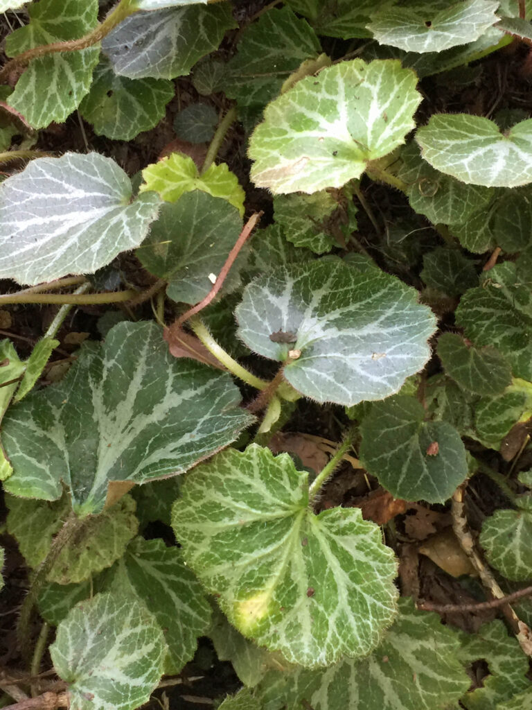 Saxifraga stolonifera (strawberry geranium)