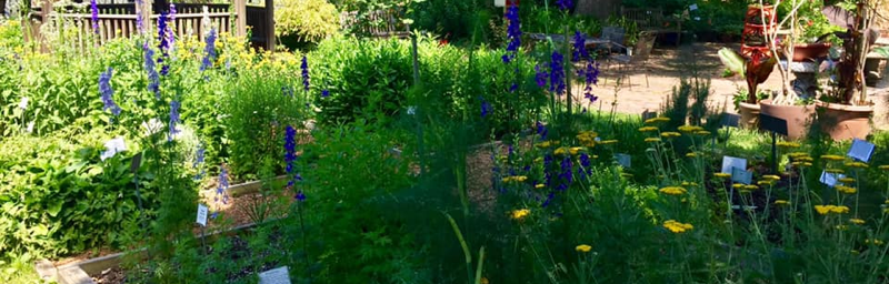 Herb garden at Glencarlyn Library Community Garden