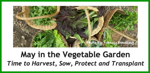 May in the Vegetable Garden - Time to Harvest, Sow, Protect, and Transplant