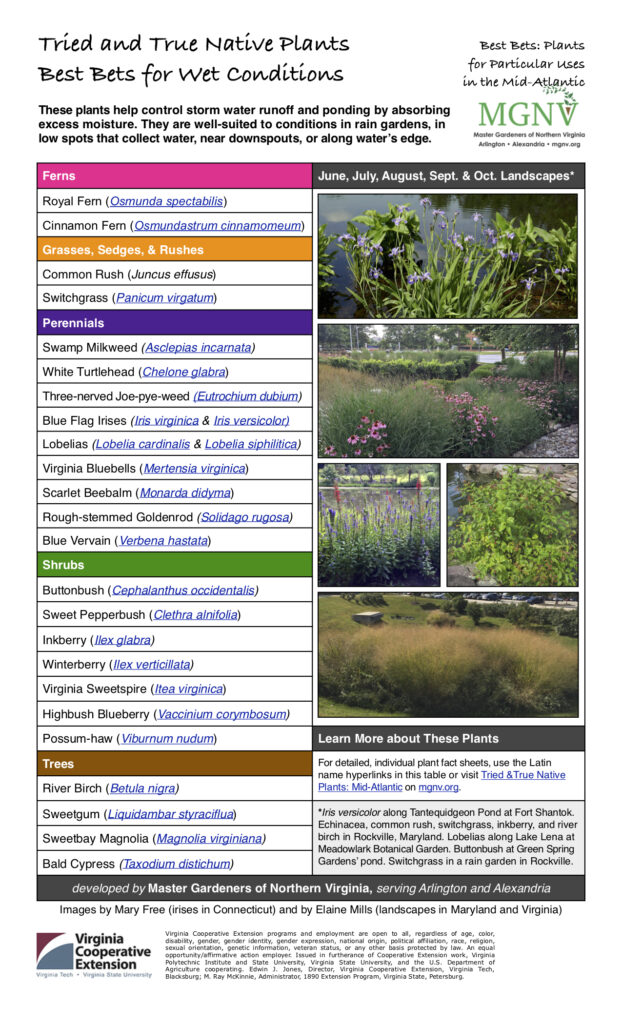 Pdf of list of plants that are best for wet conditions
Ferns
Royal Fern (Osmunda spectabilis)
Cinnamon Fern (Osmundastrum cinnamomeum)
Grasses, Sedges, & Rushes
Common Rush (Juncus effusus)
Switchgrass (Panicum virgatum)
Perennials
Swamp Milkweed (Asclepias incarnata)
White Turtlehead (Chelone glabra)
Three-nerved Joe-pye-weed (Eutrochium dubium)
Blue Flag Irises (Iris virginica & Iris versicolor)
Lobelias (Lobelia cardinalis & Lobelia siphilitica)
Virginia Bluebells (Mertensia virginica)
Scarlet Beebalm (Monarda didyma)
Rough-stemmed Goldenrod (Solidago rugosa)
Blue Vervain (Verbena hastata)
Shrubs
Buttonbush (Cephalanthus occidentalis)
Sweet Pepperbush (Clethra alnifolia)
Inkberry (Ilex glabra)
Winterberry (Ilex verticillata)
Virginia Sweetspire (Itea virginica)
Highbush Blueberry (Vaccinium corymbosum)
Possum-haw (Viburnum nudum) Learn More about These Plants
Trees For detailed, individual plant fact sheets, use the Latin
name hyperlinks in this table or visit Tried &True Native
River Birch (Betula nigra Plants: Mid-Atlantic on mgnv.org. )
Sweetgum (Liquidambar styraciflua) *Iris versicolor along Tantequidgeon Pond at Fort Shantok.
Echinacea, common rush, switchgrass, inkberry, and river
birch in Rockville, Maryland. Lobelias along Lake Lena at
Meadowlark Botanical Garden. Buttonbush at Green Spring
Gardens’ pond. Switchgrass in a rain garden in Rockville.
Sweetbay Magnolia (Magnolia virginiana)
Bald Cypress (Taxodium distichum)
developed by Master Gardeners of Northern Virginia, serving Arlington and Alexandria