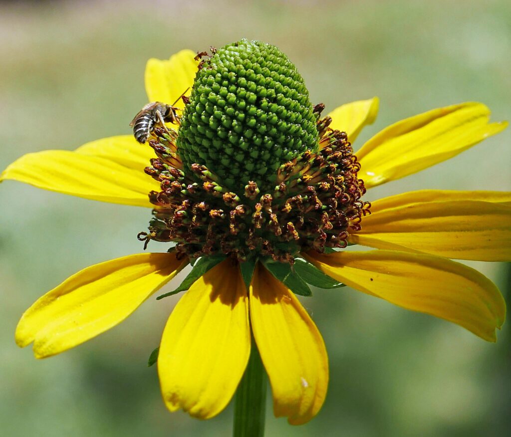 The capitulum of central and southern U.S. native Rudbeckia maxima