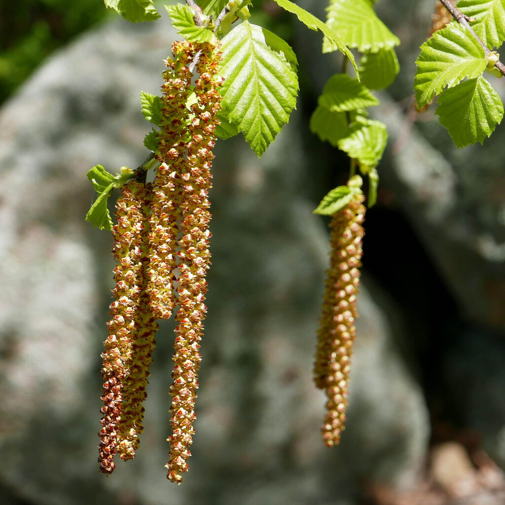 Small racemose clusters of male catkins of native Betula nigra