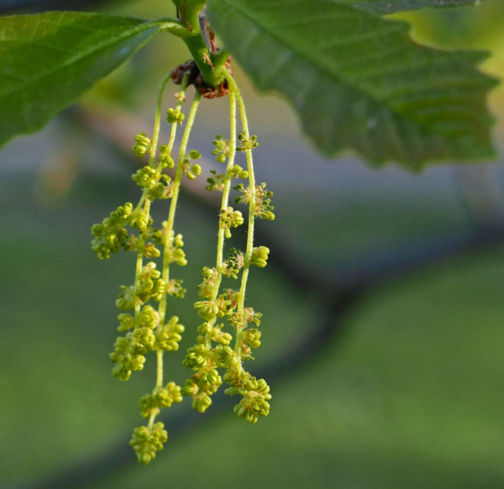 Catkins of native Quercus montana
