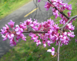 The young branches of Cercis canadensis (eastern redbud)