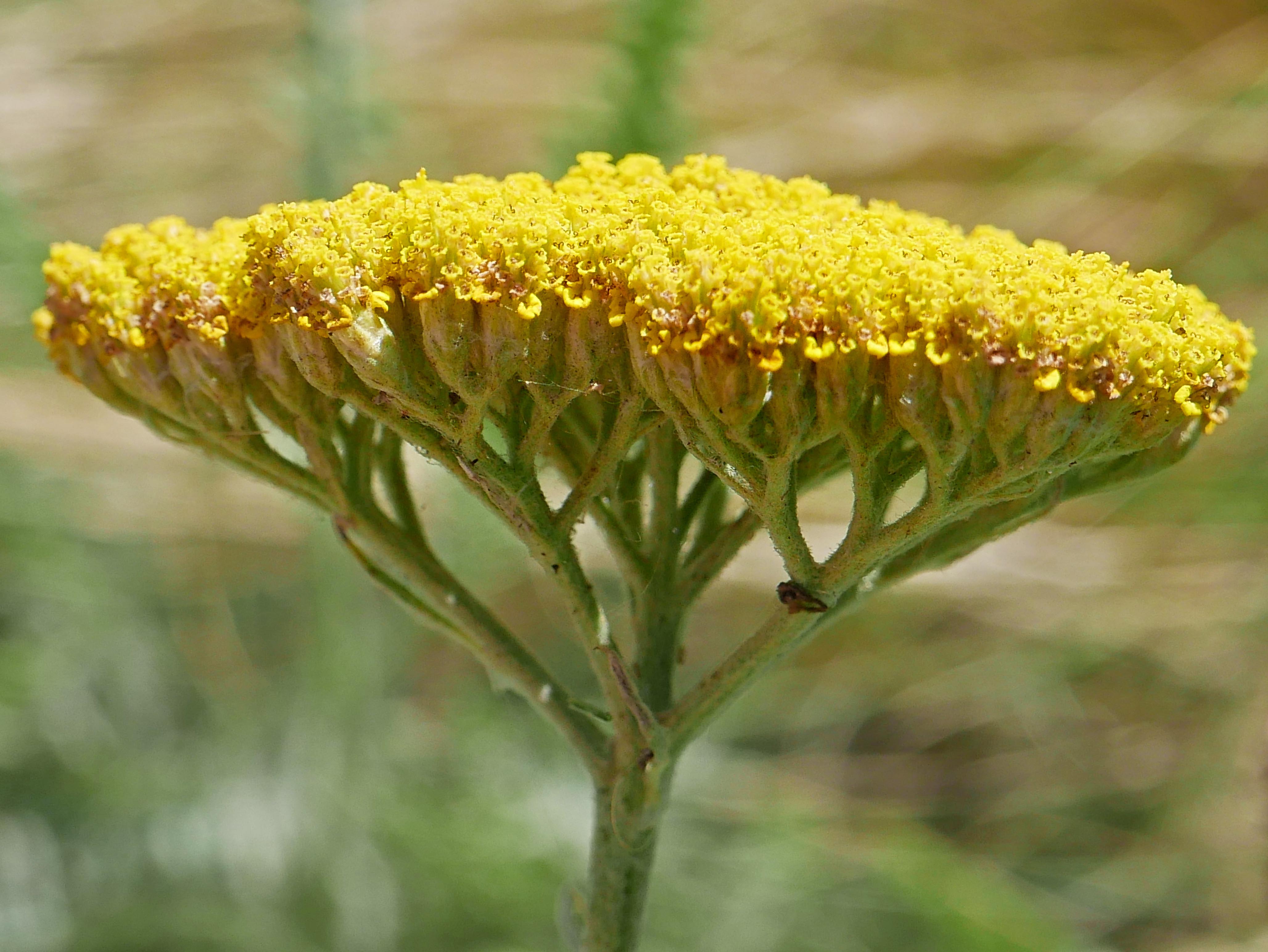 Flattened, compound corymb of hybrid Achillea