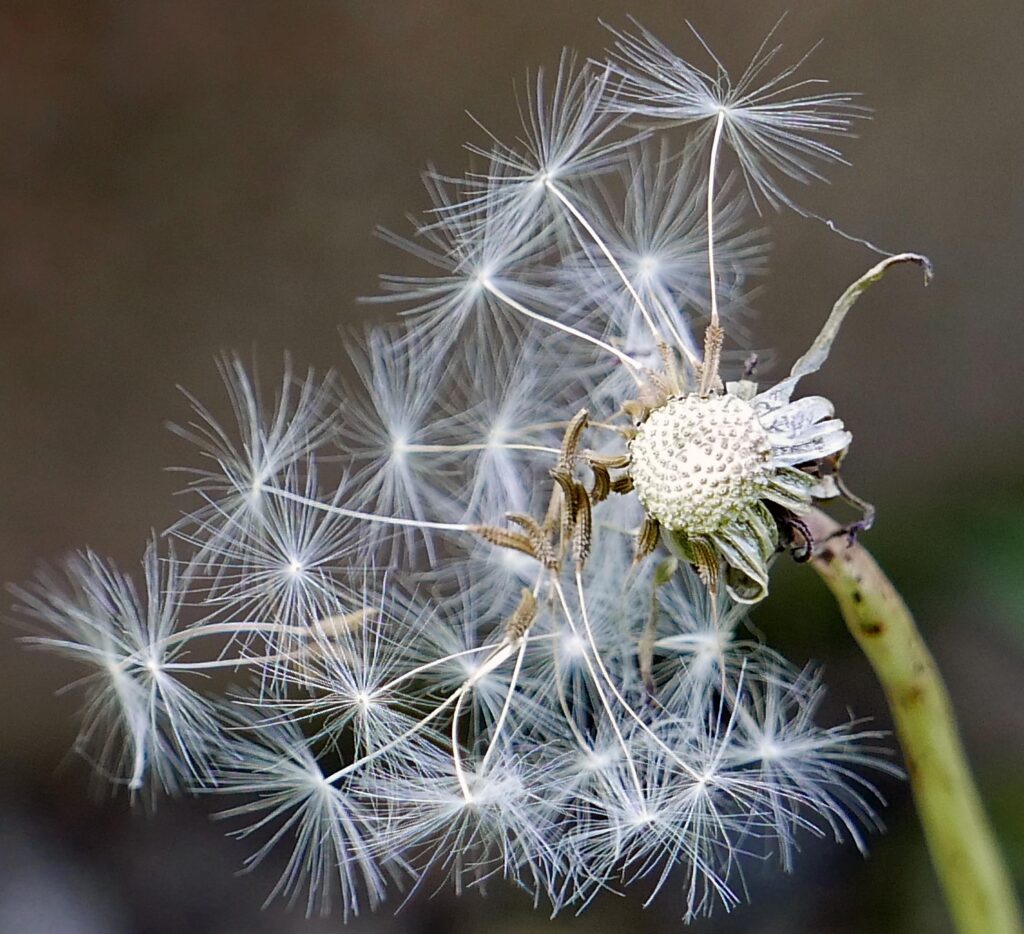 Taraxacum officinale (common dandelion) cypselae in June.