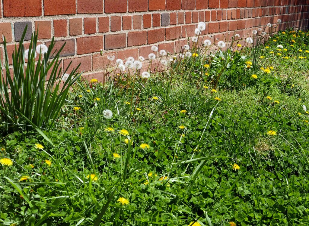 Dandelions and other weeds have emerged in force in April in an area disturbed by construction the previous year.