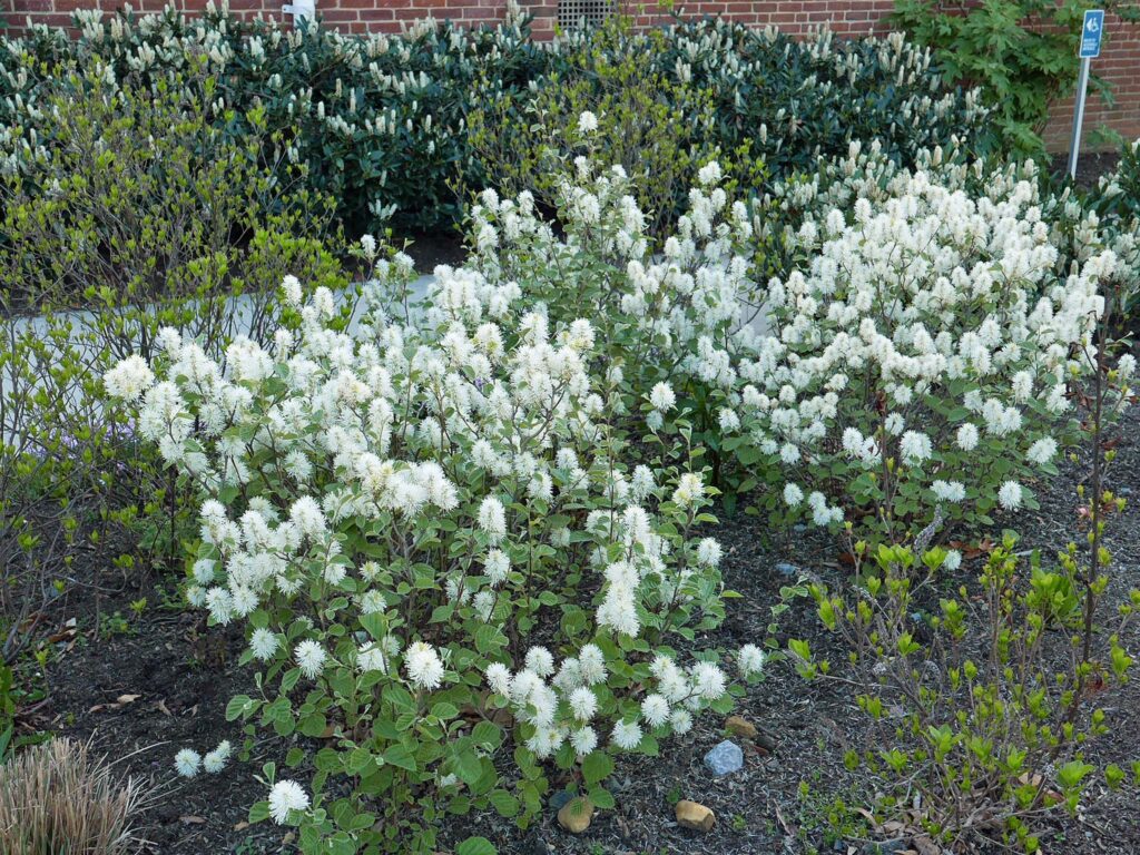 Fothergilla gardenii in landscape