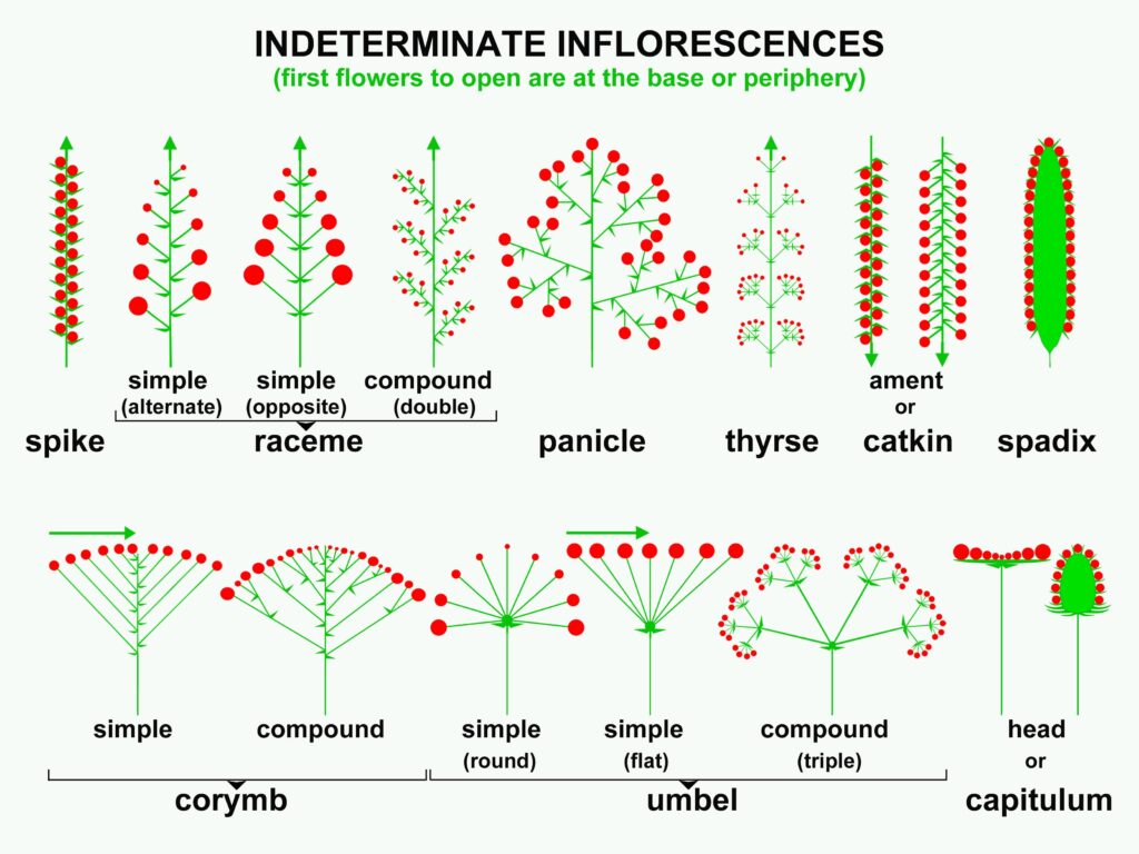 Inflorescence Indeterminate Diagram