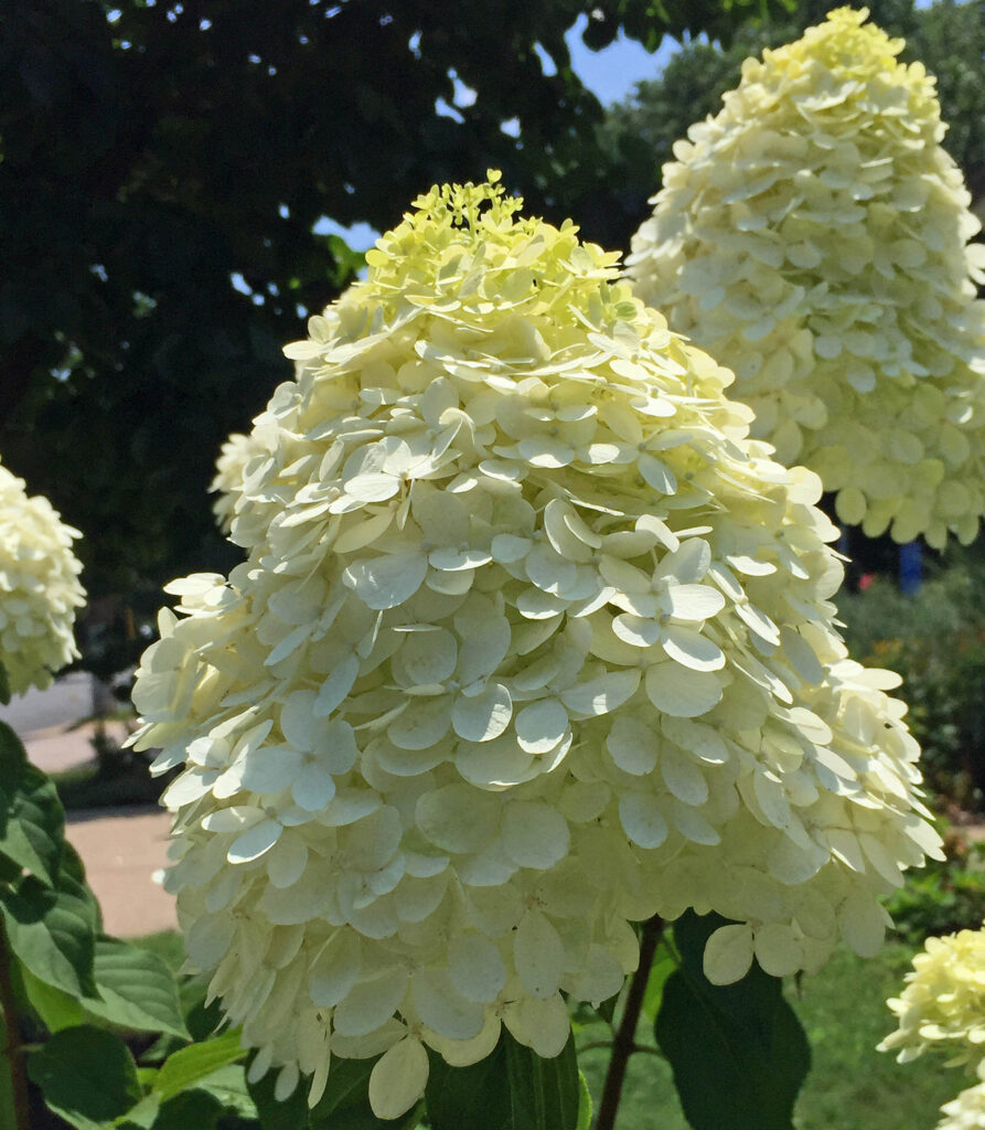 Conical panicles of Hydrangea paniculata