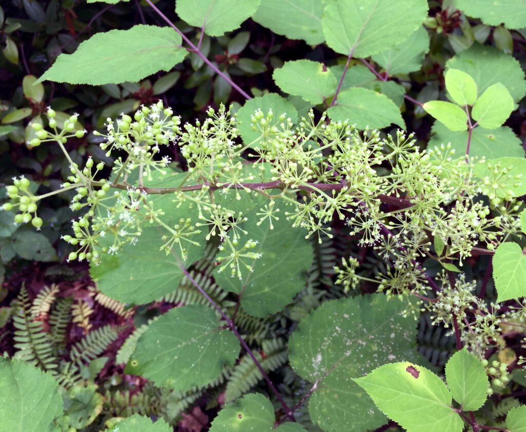 Umbellate panicles of native Aralia racemosa