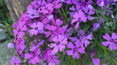 Phlox subulata (Moss Phlox, Moss-pink) flowers in April