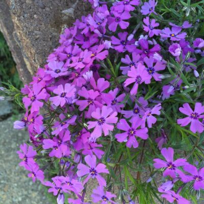 Phlox subulata (Moss Phlox, Moss-pink) flowers in April