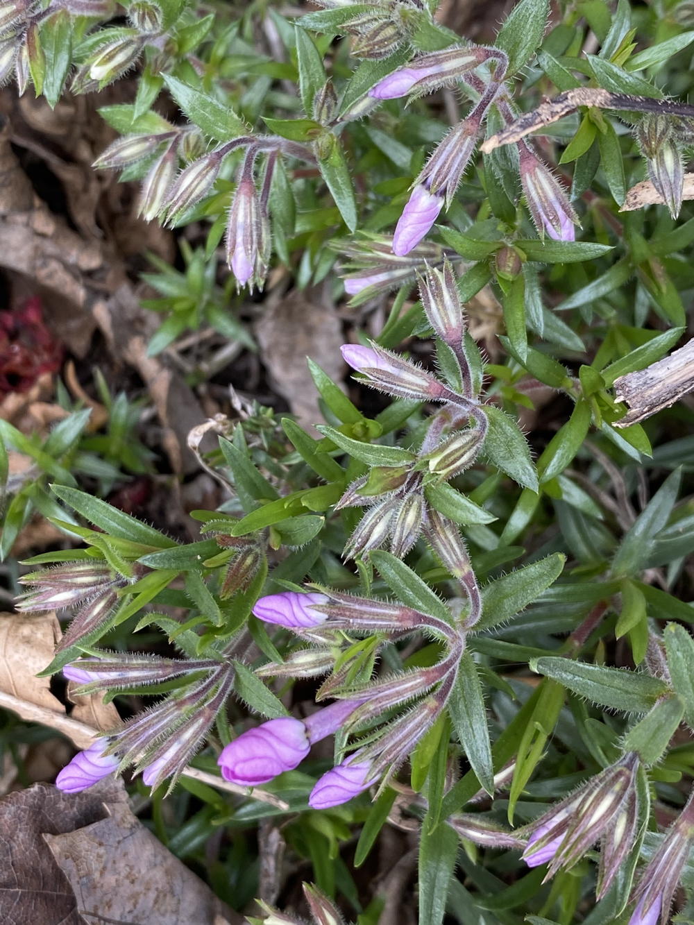 Phlox subulata (Moss Phlox, Moss-pink) flower buds in March