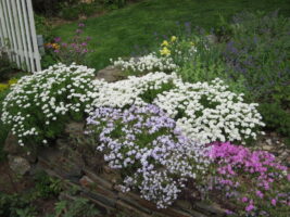 Phlox subulata (Moss Phlox, Moss-pink) in residential landscape in May.