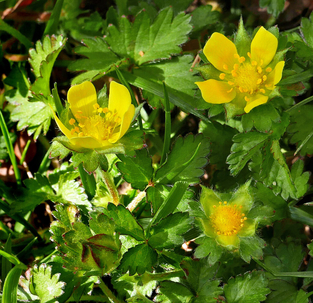 Flowers of invasive Potentilla indica