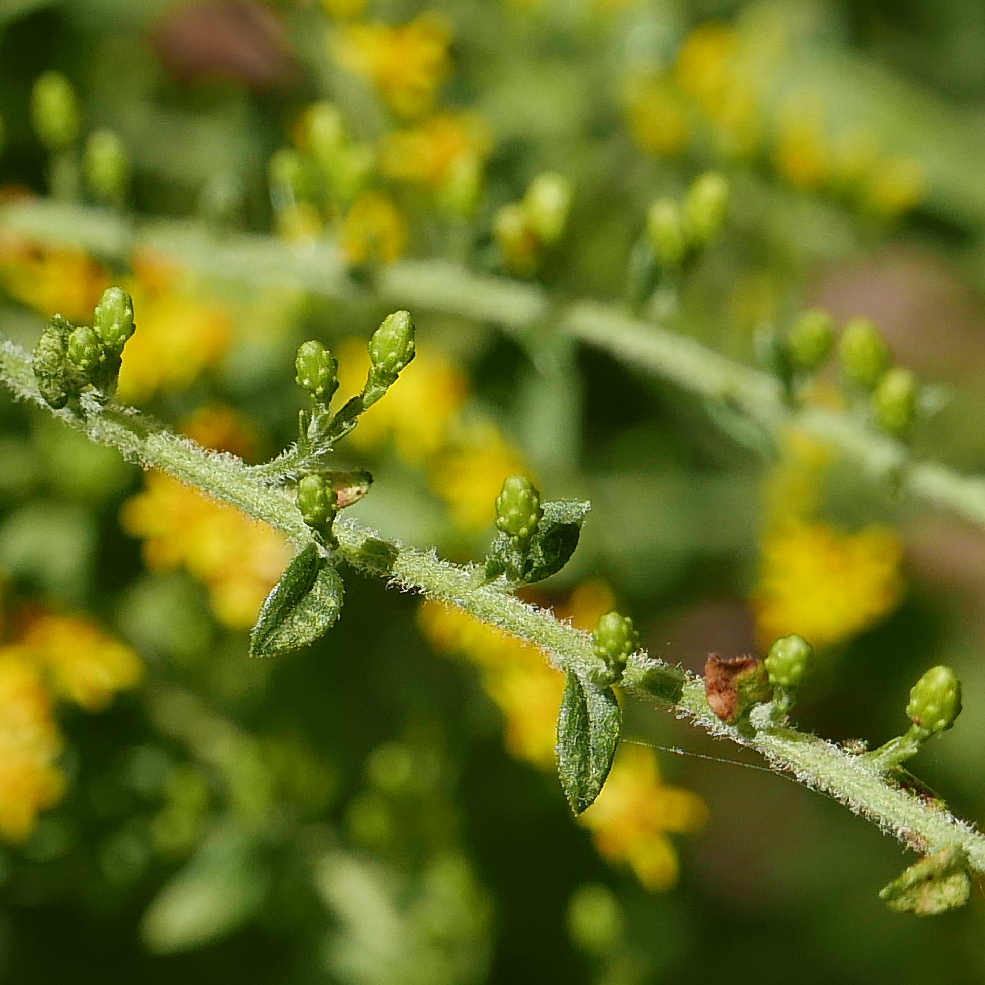 Scabrous upper leaves and hirsute stems of native Solidago rugosa 'Fire Works'