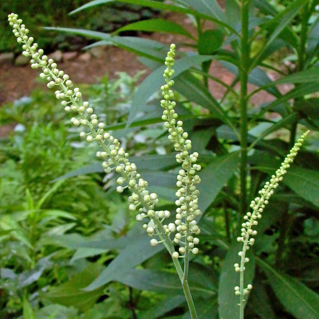 Racemes of native Actaea racemosa