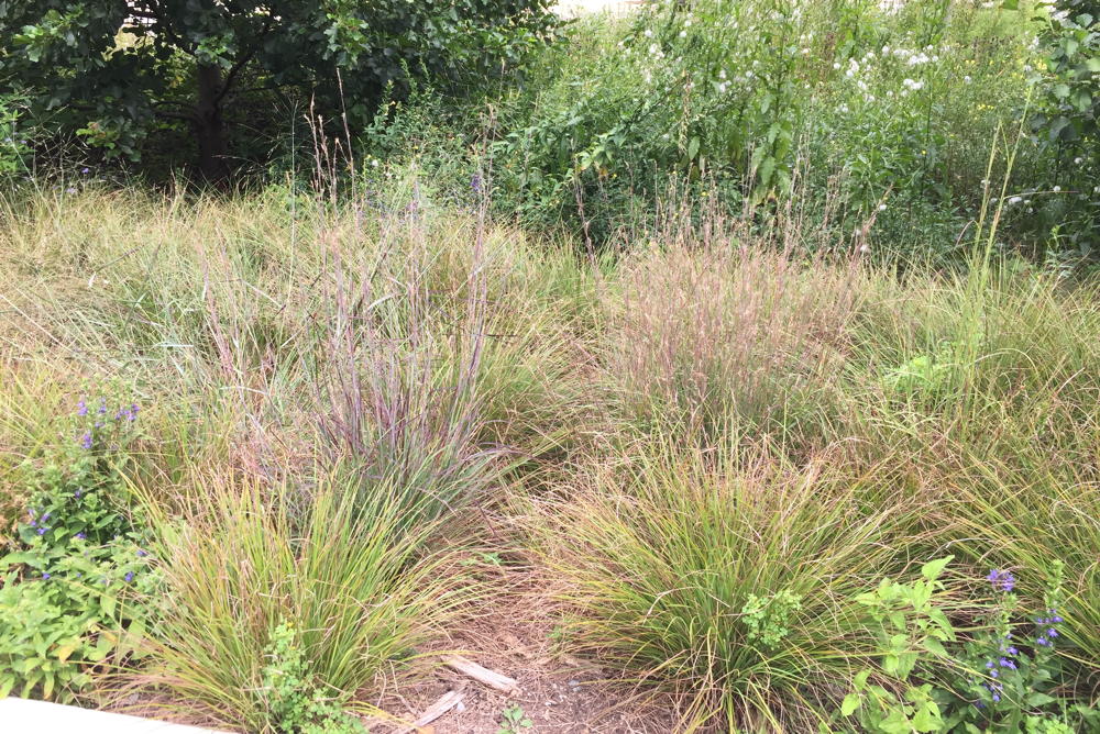 Xeriscaping at the Bartholdi Garden in Washington, DC