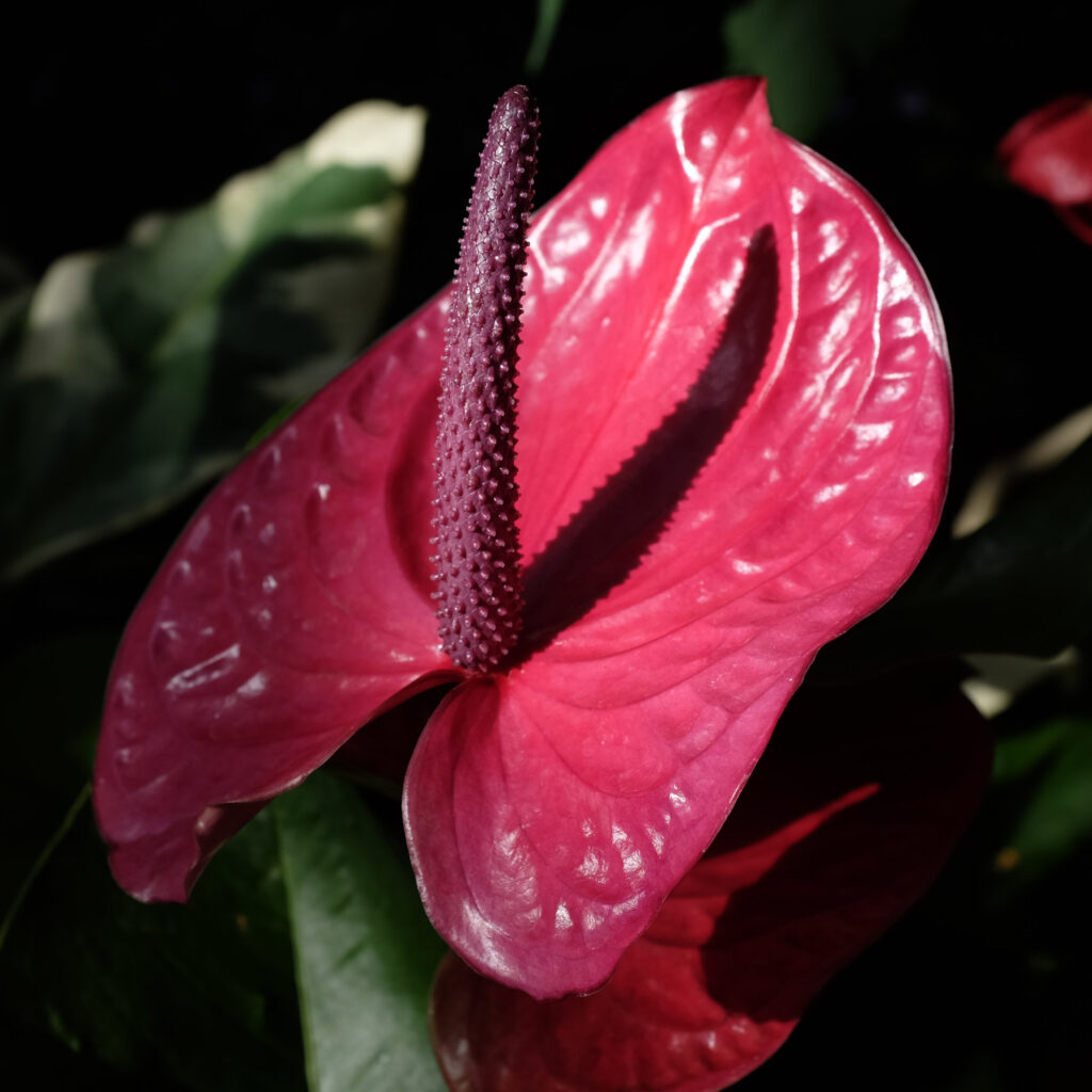 A spadix of tropical Anthurium