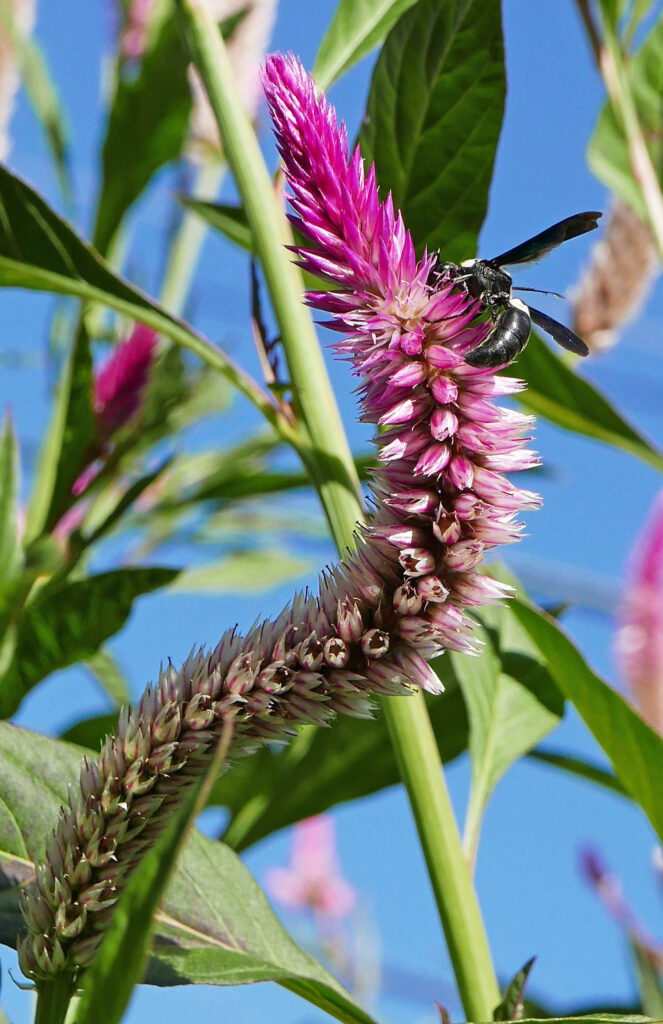 A mason wasp feeds on the upper third of an elongated Celosia spicata (wheat celosia) spike