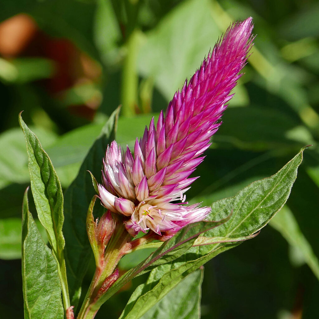 Indeterminate Celosia spicata (wheat celosia) with flowers open at the bottom of the spike in September.