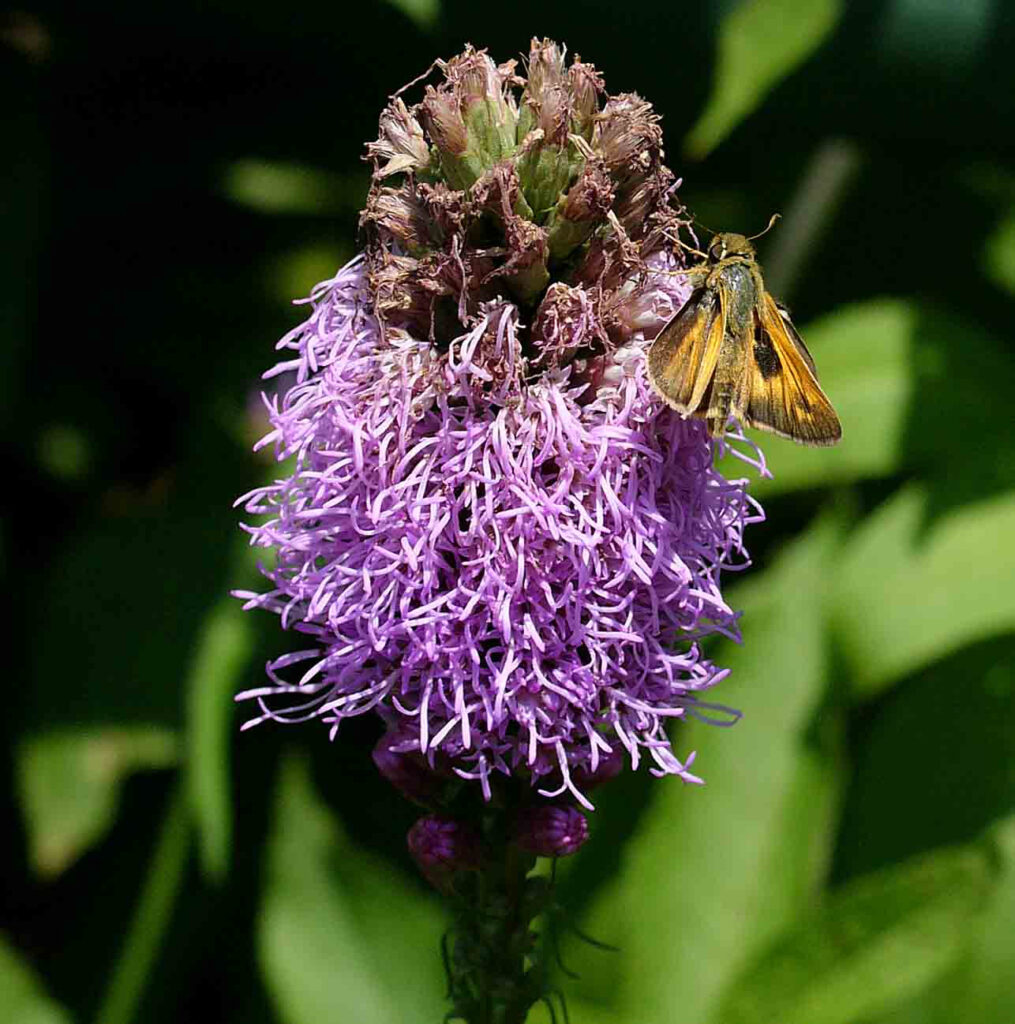 A skipper butterfly feeds just below the spent flowers at the top of the determinate spike of native Liatris spicata