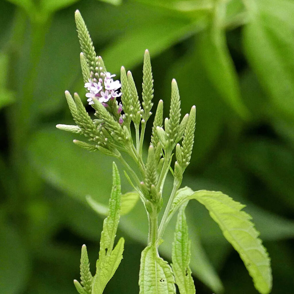 Panicled spikes of native Verbena hastata