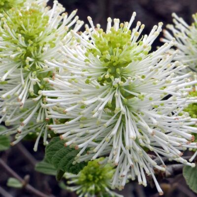 10-32 showy stamens in a Fothergilla gardenii (dwarf fothergilla) apetalous flower