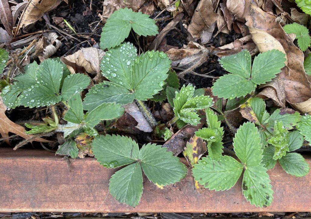 Stolons and leaves of native Fragaria virginiana