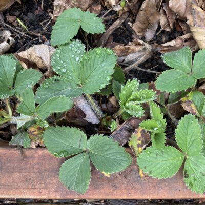 Stolons and leaves of native Fragaria virginiana