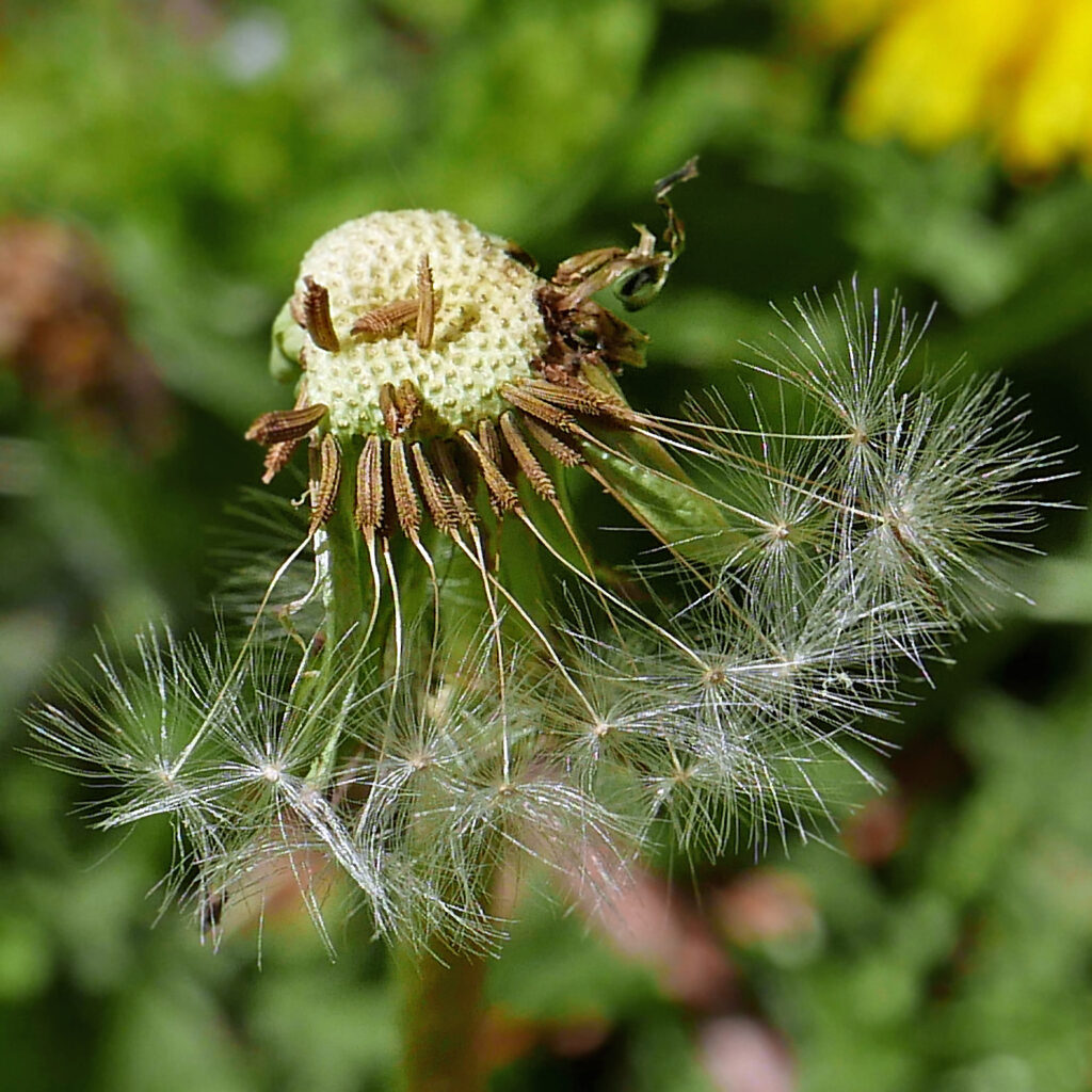 Taraxacum erythrospermu (red-seeded dandelion) cypselae with pappi in