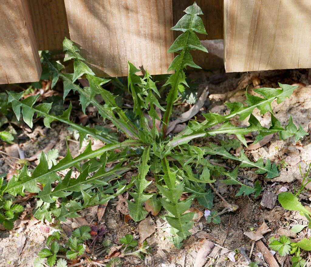 Taraxacum erythrospermum (red-seeded dandelion) leaves in early April.