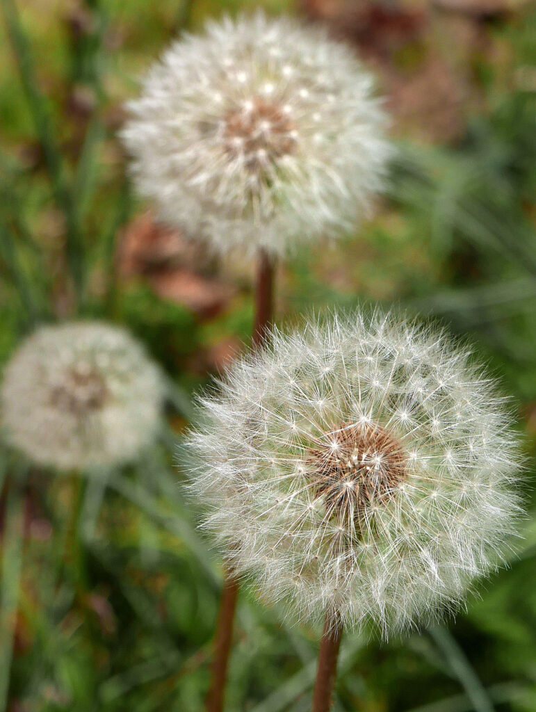 Taraxacum erythrospermum</em> (red-seeded dandelion) seed heads.