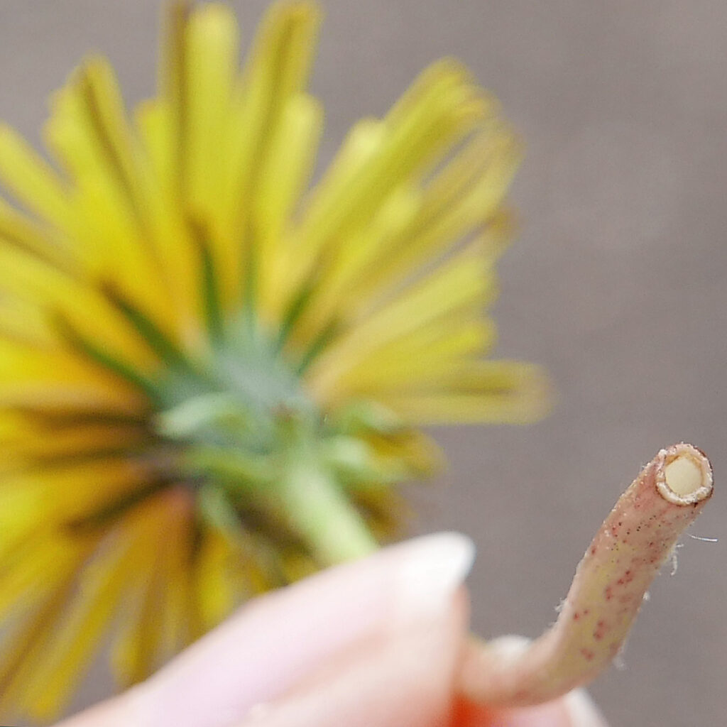 Hollow stalk of a Taraxacum (dandelion) flower in April. The latex that exudes from the broken stalk coagulates when exposed to air.