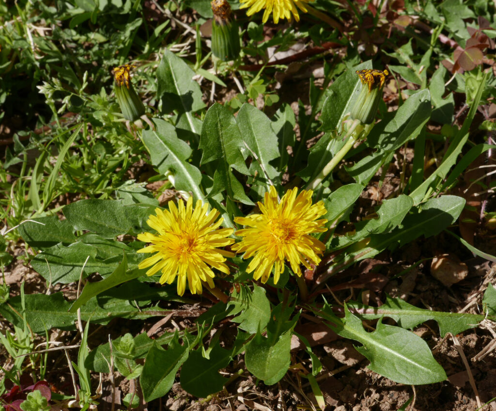 Taraxacum officinale (common dandelion) in late March.