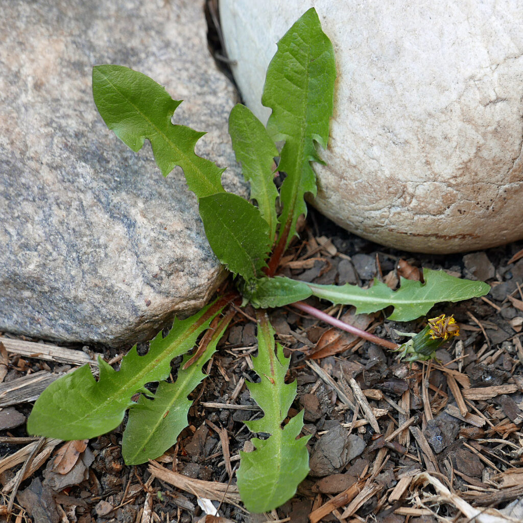 Taraxacum officinale (common dandelion) leaves in early April