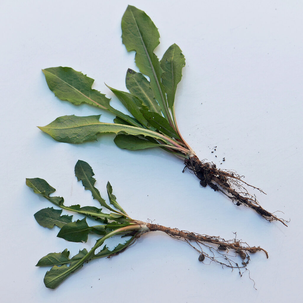 Taraxacum officinale (common dandelion) grubbed with tap roots intact in late March.
