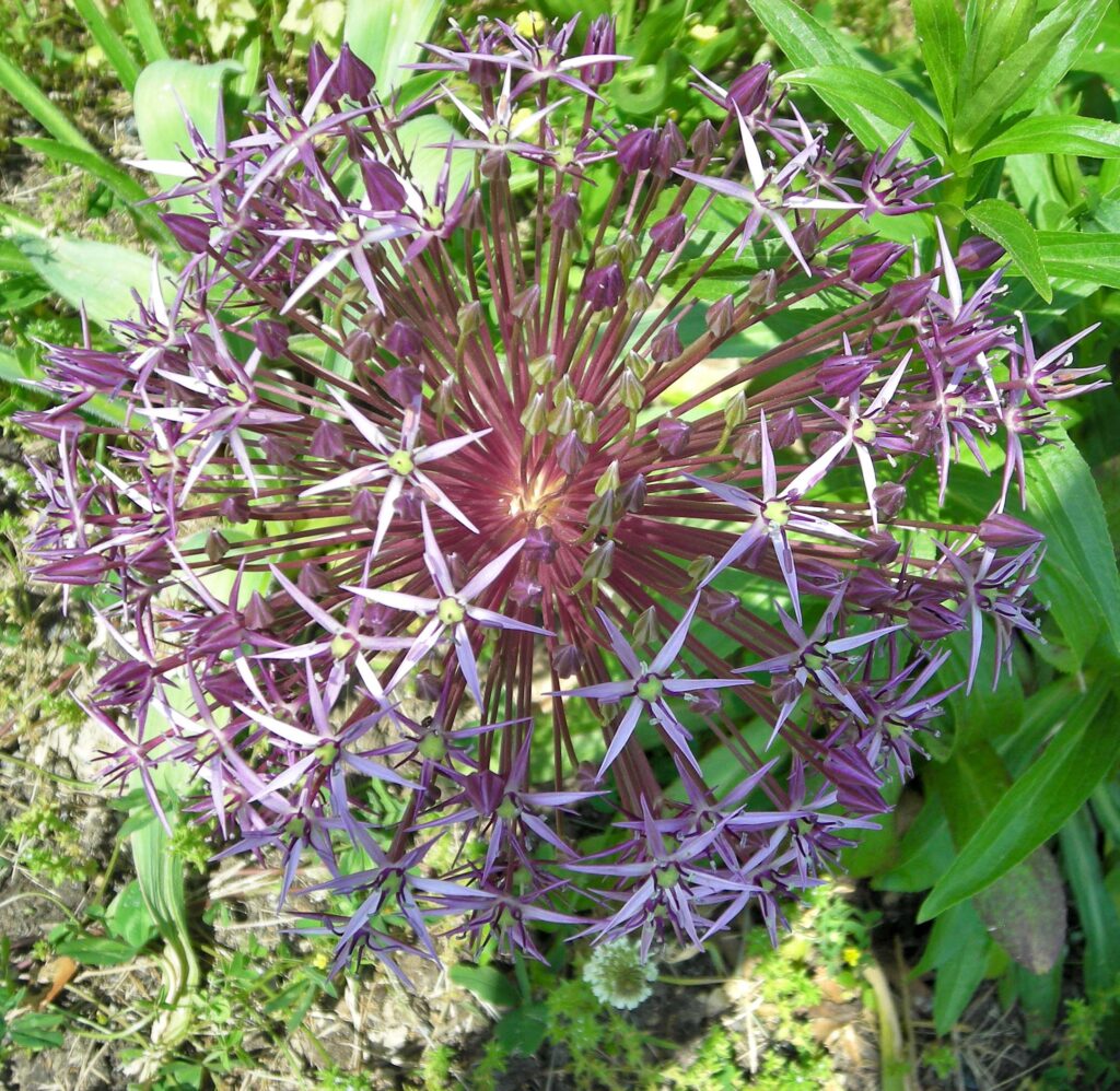 A rounded umbel of Allium cristophii