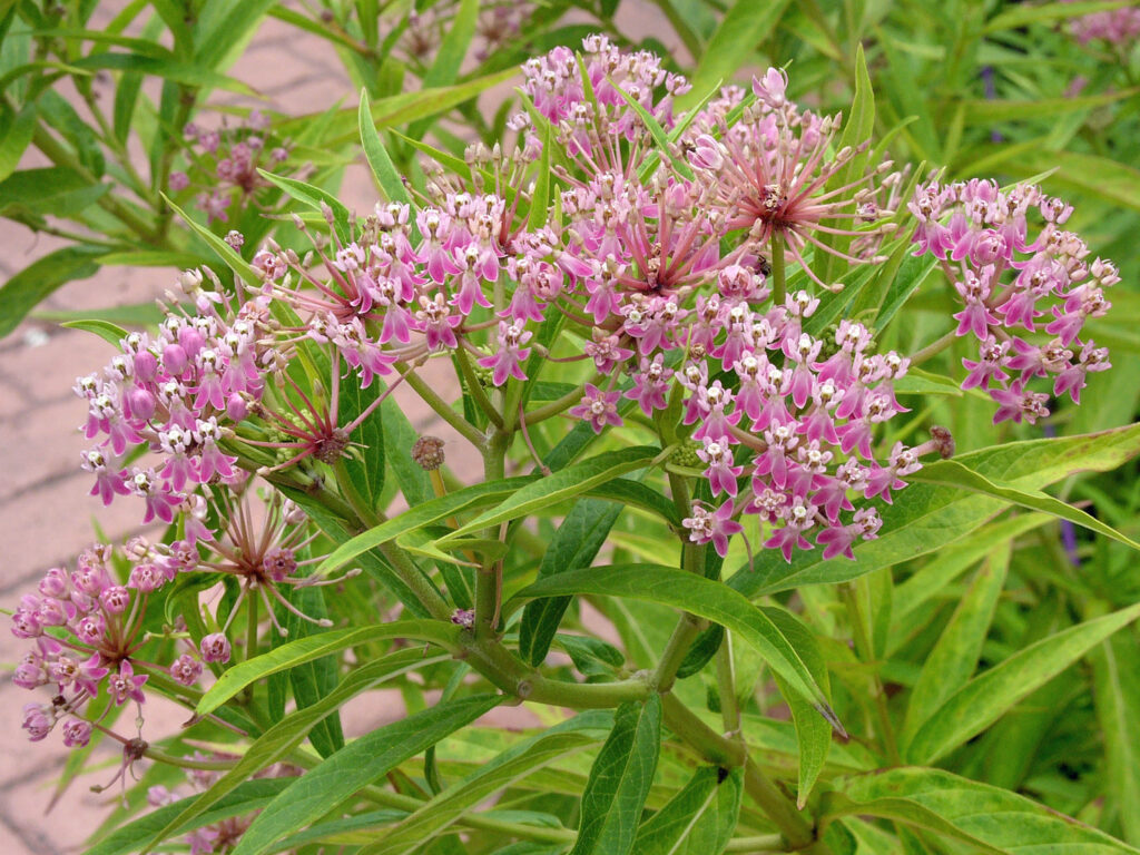 Flower umbels of Asclepias incarnata