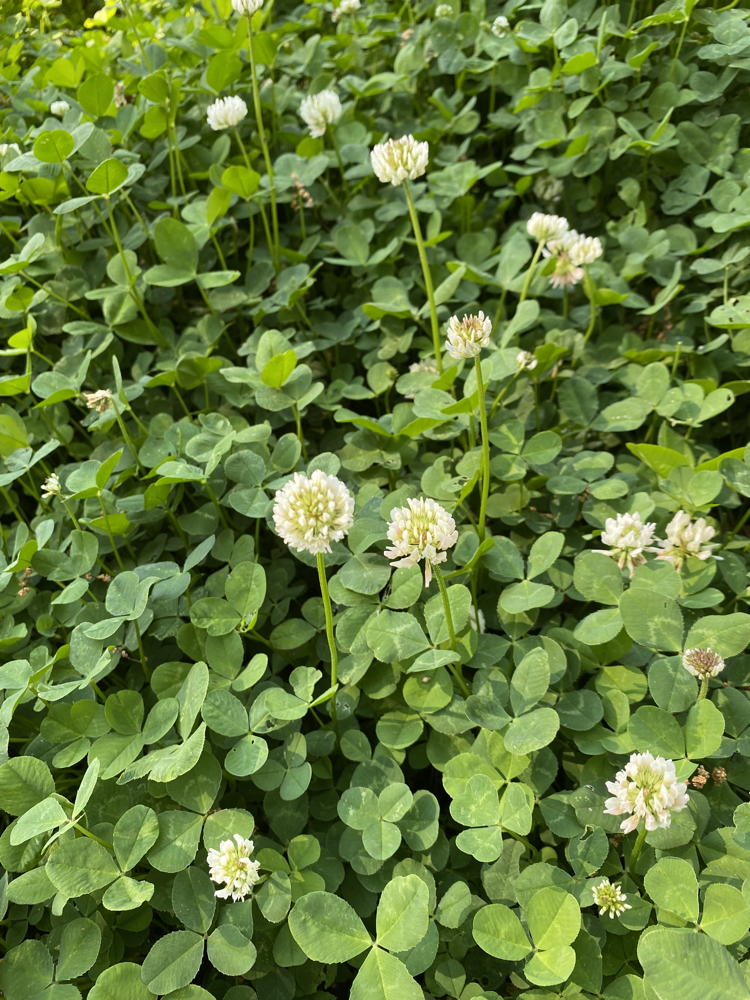 Clover, a natural source of nitrogen for lawns. Photo © Elaine Mills
