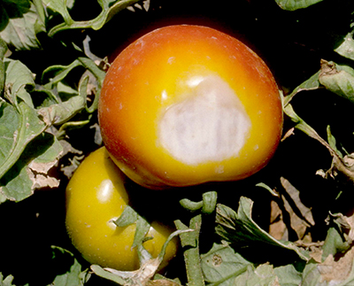 tomato with sunscald