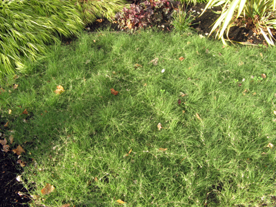 Native buffalo grass (Buchloe dactyloides) lawn alternative.
Photo © Susan Morrison, Flickr
